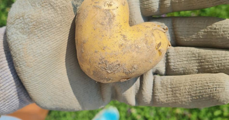 Kartoffel 1